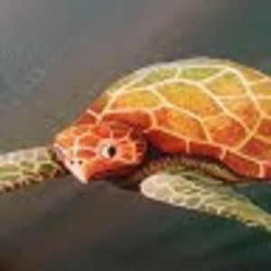 Meet your Posher, Leila